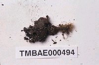 藏品(挪威珠苔)的圖片